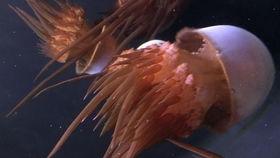 追踪海洋巨兽,追踪海洋巨兽的惊心动魄之旅